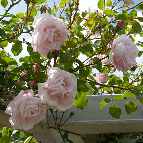 Gift Wrapped Harkness Climbing Rose New Dawn �