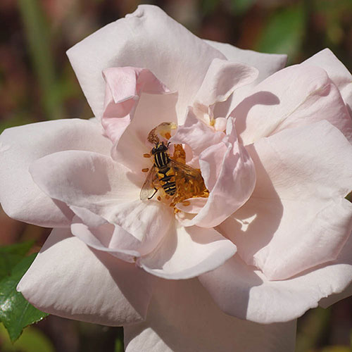 Gift Wrapped Harkness Climbing Rose New Dawn �