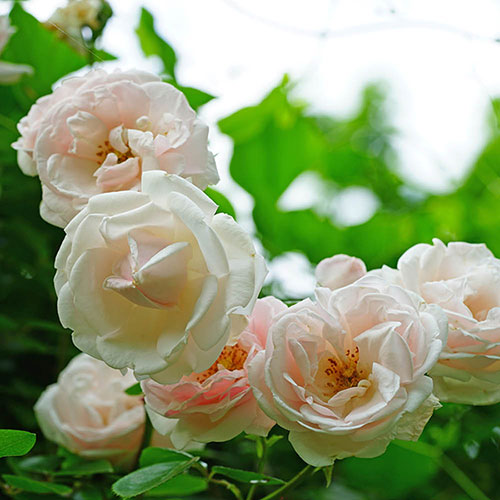 Gift Wrapped Harkness Climbing Rose New Dawn �