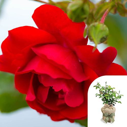 Gift Wrapped Harkness Rose Blooming Marvellous �