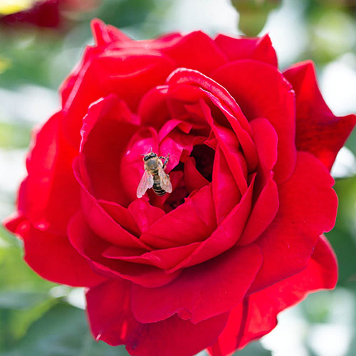 Gift Wrapped Harkness Rose Blooming Marvellous �
