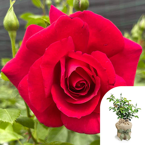 Gift Wrapped Harkness Rose The Coronation