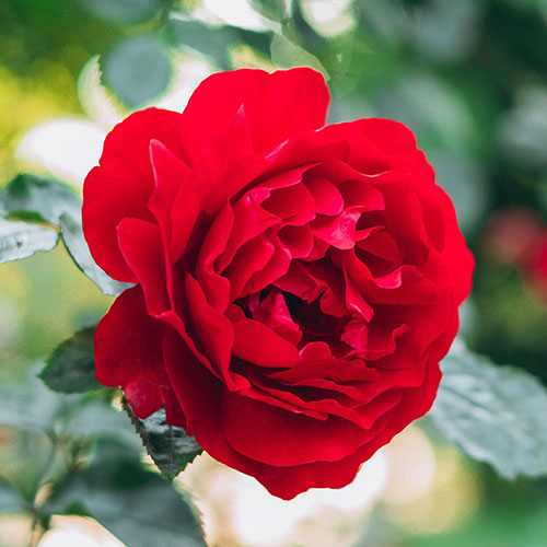 Gift Wrapped Harkness Rose The Coronation