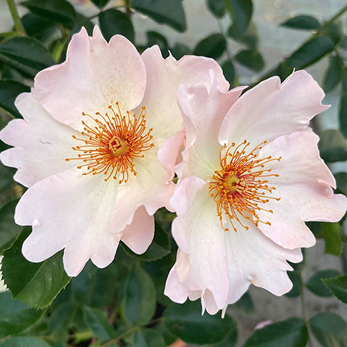 Gift Wrapped Harkness Rose Simple Life � Climbing