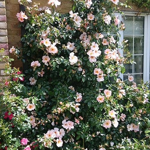 Gift Wrapped Harkness Rose Simple Life � Climbing