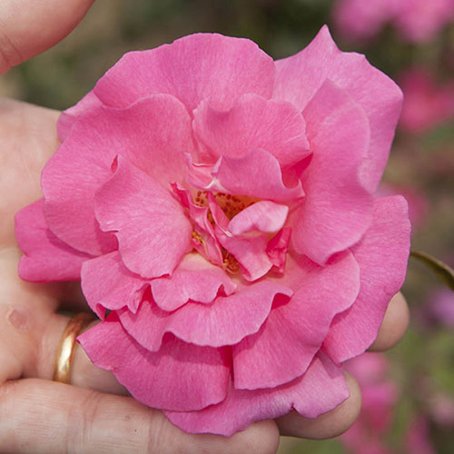Gift Wrapped Climbing Rose Zephirine Drouhin