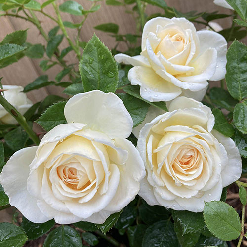 Gift Wrapped Harkness Rose Cream Abundance