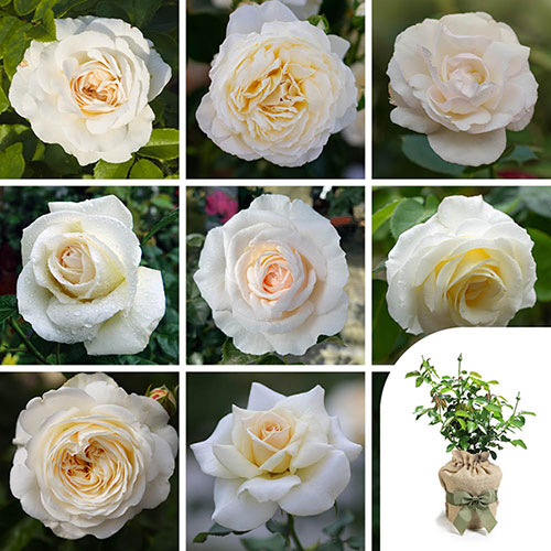 Gift Wrapped Personalise Your Own Cream Rose Gift Wrapped Personalise Your Own Cream Rose
