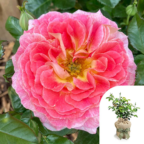 Harkness Roses - Gift Wrapped Jeffreys Rose