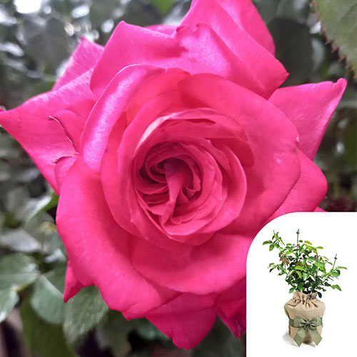 Gift Wrapped Harkness Rose Dr. Susan Michaelis Gift Wrapped Harkness Rose Dr. Susan Michaelis