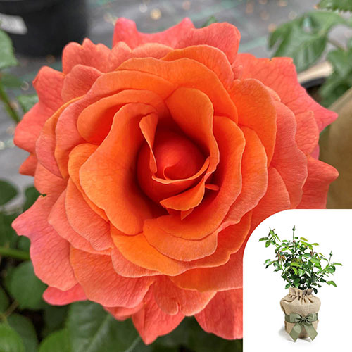 Gift Wrapped Harkness Rose Happy Birthday Orange �