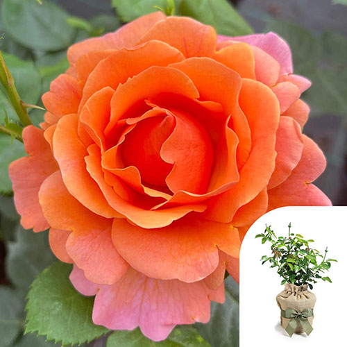 Gift Wrapped Harkness Rose Easy Does It �