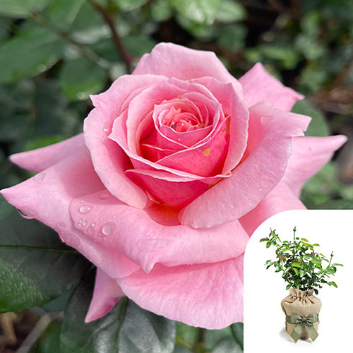 Gift Wrapped Harkness Rose English Princess