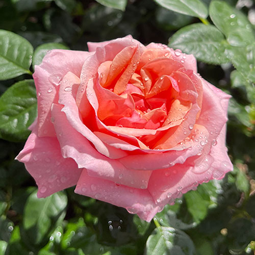 Gift Wrapped Harkness Rose English Princess