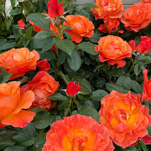 Gift Wrapped Harkness Rose Fellowship �