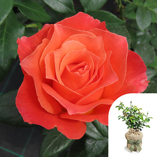 Gift Wrapped Harkness Rose To Absent Friends Gift Wrapped Harkness Rose To Absent Friends