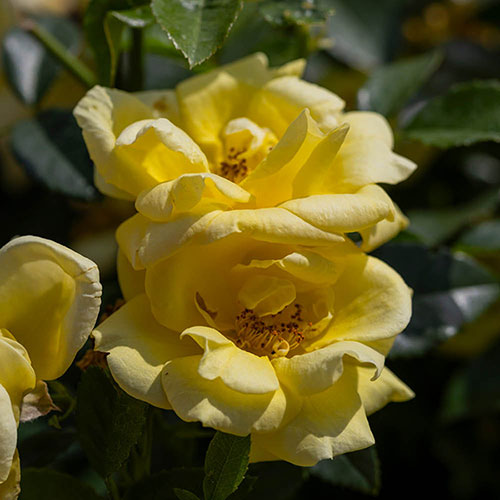 Gift Wrapped Rose Flower Carpet Gold