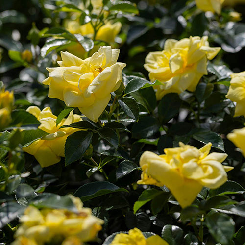 Gift Wrapped Rose Flower Carpet Gold