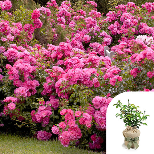 Gift Wrapped Rose Flower Carpet Pink