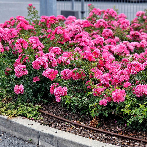 Gift Wrapped Rose Flower Carpet Pink