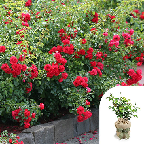 Gift Wrapped Rose Flower Carpet Scarlet