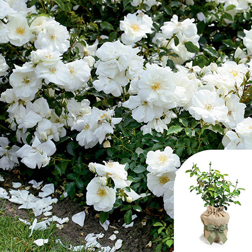 Gift Wrapped Rose Flower Carpet White Gift Wrapped Rose Flower Carpet White