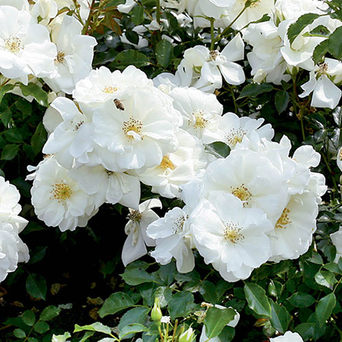 Gift Wrapped Rose Flower Carpet White Gift Wrapped Rose Flower Carpet White