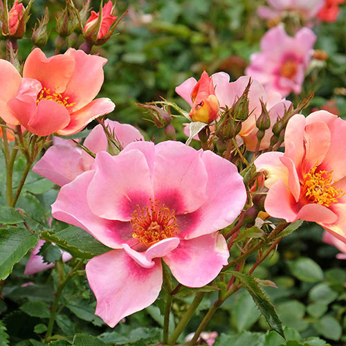 Gift Wrapped Rose of the Year 2015 For Your Eyes Only