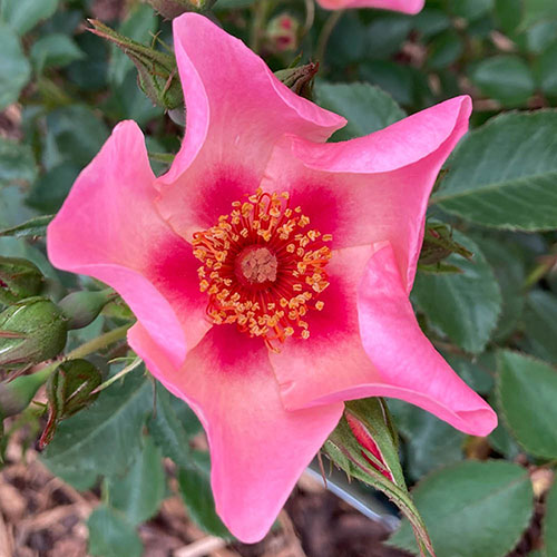 Gift Wrapped Rose of the Year 2015 For Your Eyes Only