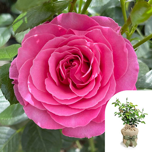Gift Wrapped Harkness Rose Mum You are One in a Million �