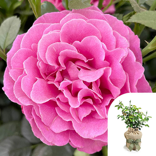 Gift Wrapped Harkness Gemmas Rose �