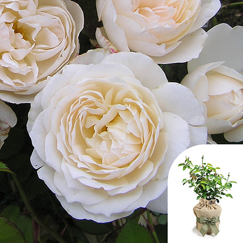 Gift Wrapped Harkness Rose Glyndebourne ™ Gift Wrapped Harkness Rose Glyndebourne ™