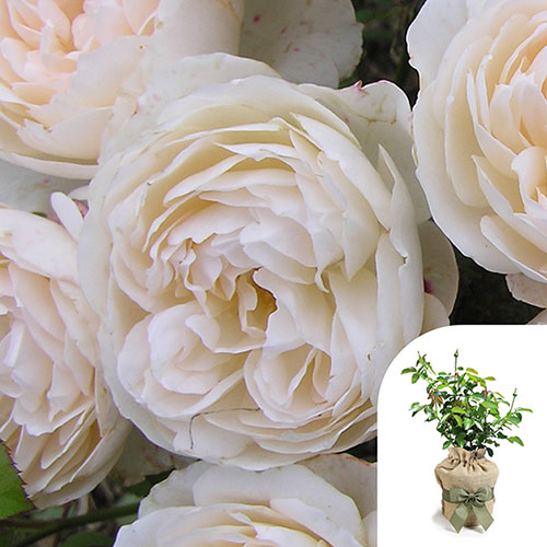 Gift Wrapped Harkness Rose Home Sweet Home