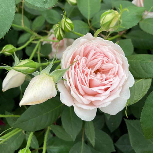 Gift Wrapped Harkness Rose Home Sweet Home