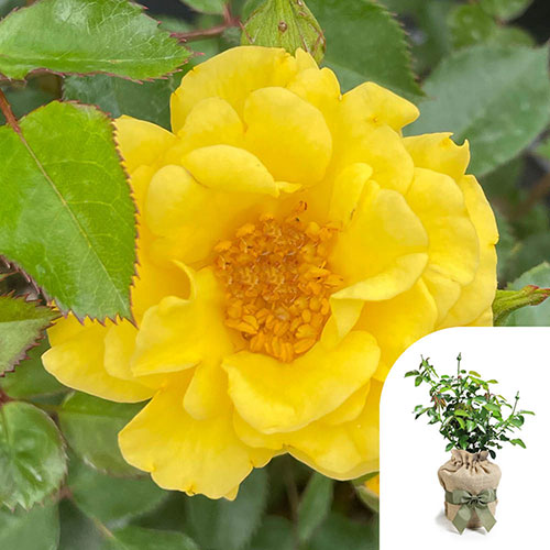 Gift Wrapped Harkness Rose Golden Wedding Celebration Gift Wrapped Harkness Rose Golden Wedding Celebration