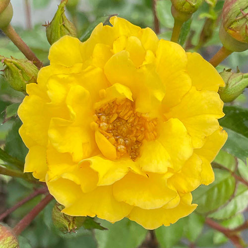 Gift Wrapped Harkness Rose Golden Wedding Celebration Gift Wrapped Harkness Rose Golden Wedding Celebration