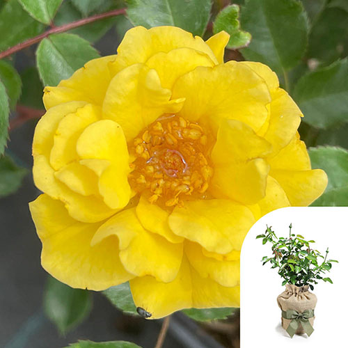 Gift Wrapped Harkness Rose Golden Patio