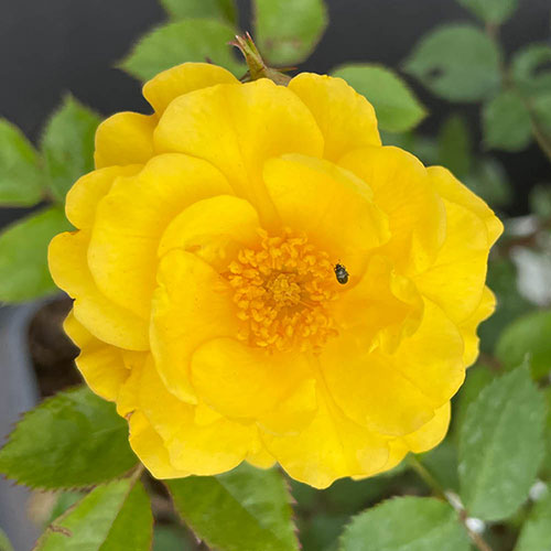 Gift Wrapped Harkness Rose Golden Patio