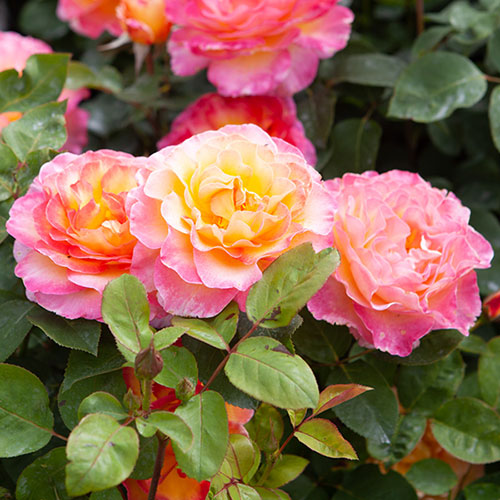 Gift Wrapped Rose Gorgeous