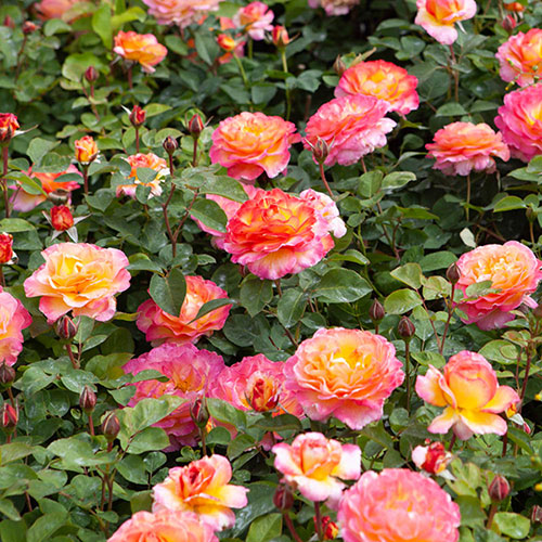 Gift Wrapped Rose Gorgeous