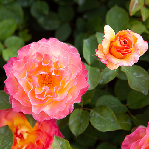 Gift Wrapped Rose Gorgeous