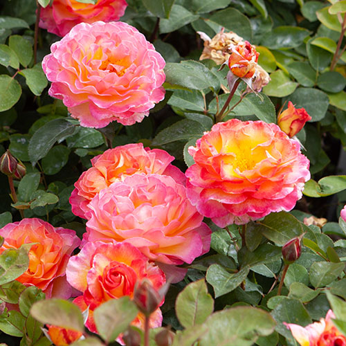 Gift Wrapped Rose Gorgeous