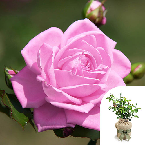 Gift Wrapped Harkness Rose Special Daughter �