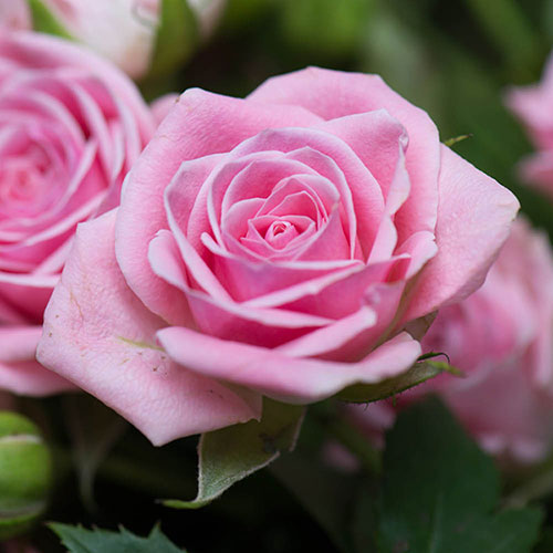 Gift Wrapped Harkness Rose Special Daughter �