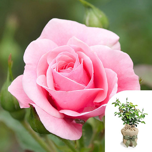 Harkness Roses - Gift Wrapped Karens Rose