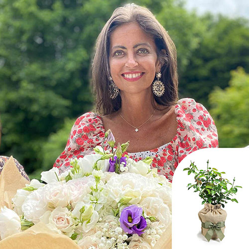 Gift Wrapped Harkness Rose Dame Deborah James Gift Wrapped Harkness Rose Dame Deborah James