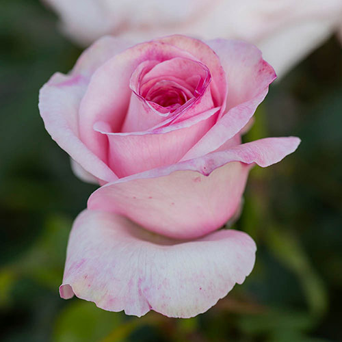 Gift Wrapped Harkness The Queen Elizabeth II Rose Gift Wrapped Harkness The Queen Elizabeth II Rose