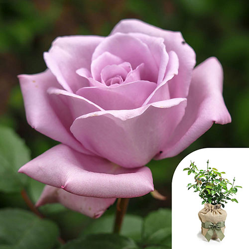 Gift Wrapped Harkness Rose Sapphire Wedding 45th Anniversary �