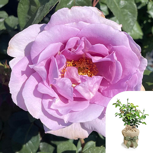 Gift Wrapped Harkness Rose Blue Moon