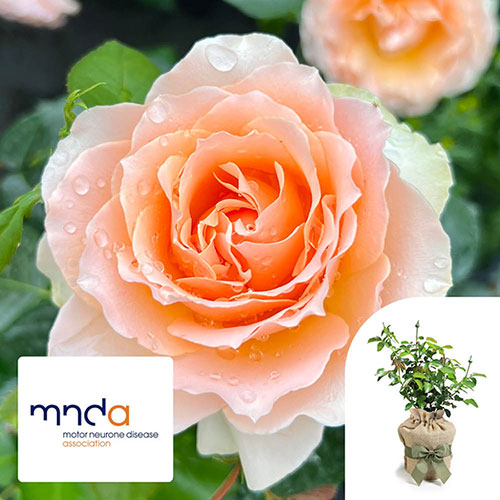 Gift Wrapped Harkness The Rob Burrow MND Rose